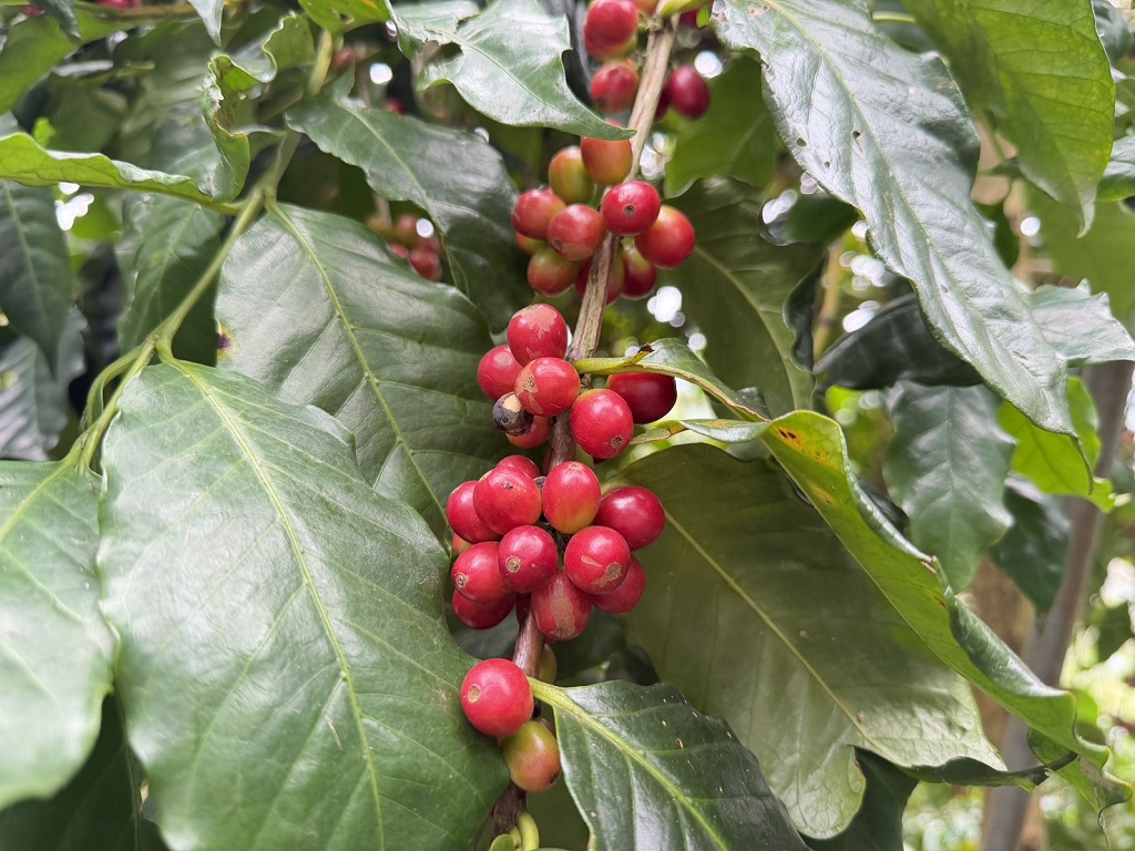 東山175咖啡.西拉雅生態慢旅二日遊-原森旅行Ecotour Taiwan｜永續、生態、低碳、樂活